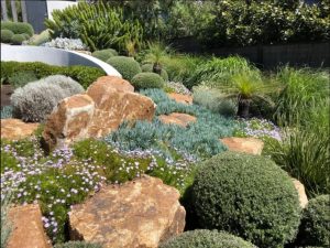 Read more about the article The best plants for a coastal garden in Bondi