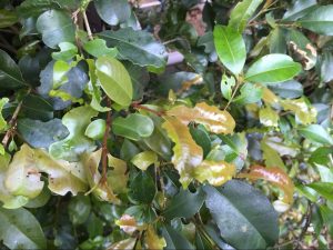 Read more about the article Common pests and diseases in Bondi gardens and how to treat them